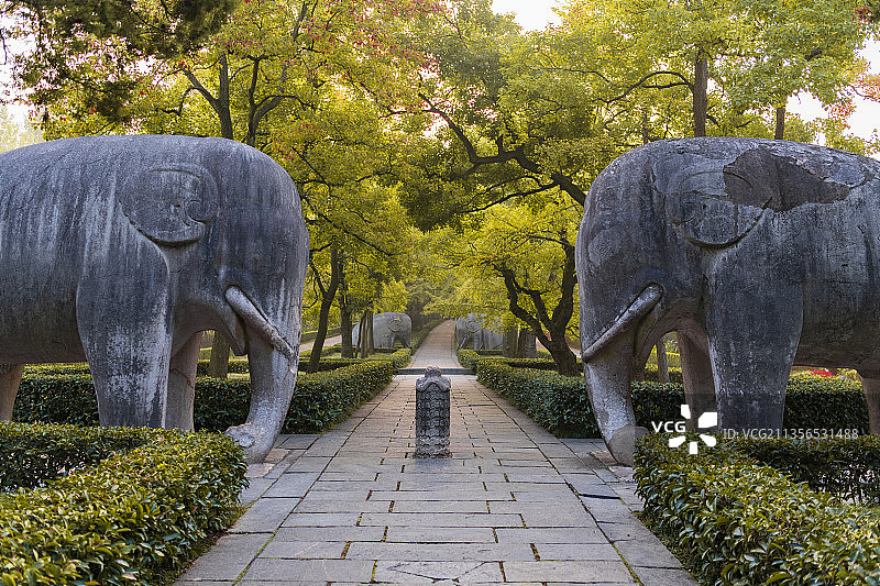 明孝陵石象路的秋天树叶图片素材