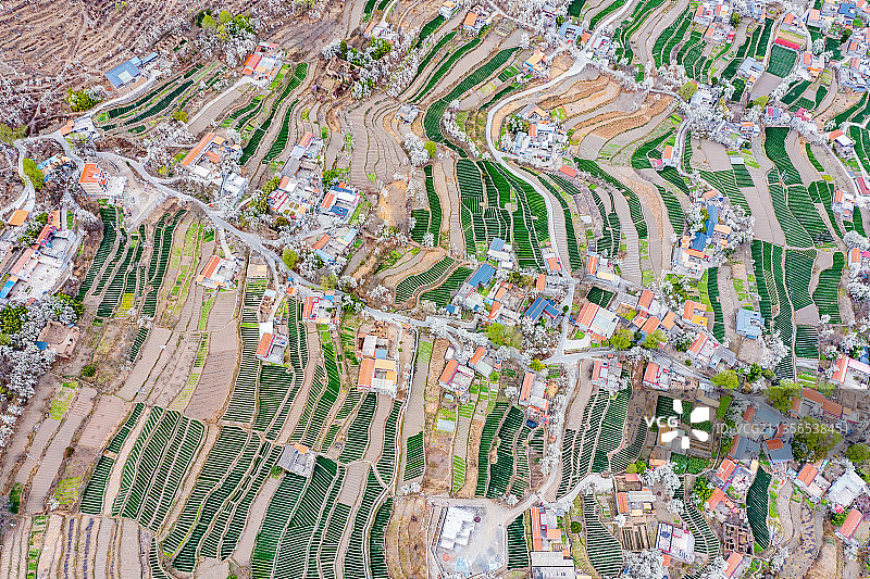 四川阿坝藏族羌族自治州金川梨花图片素材