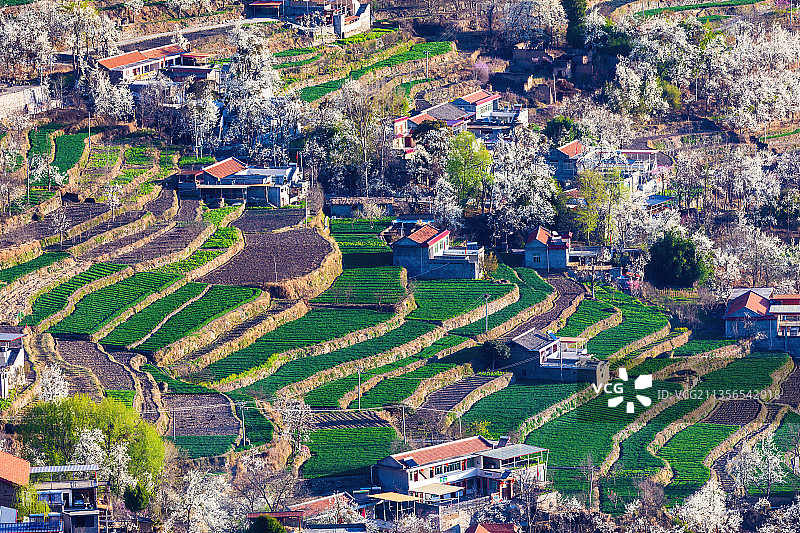 四川阿坝藏族羌族自治州金川梨花图片素材