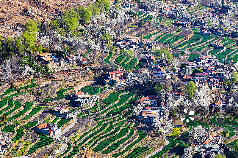 四川阿坝藏族羌族自治州金川梨花图片素材