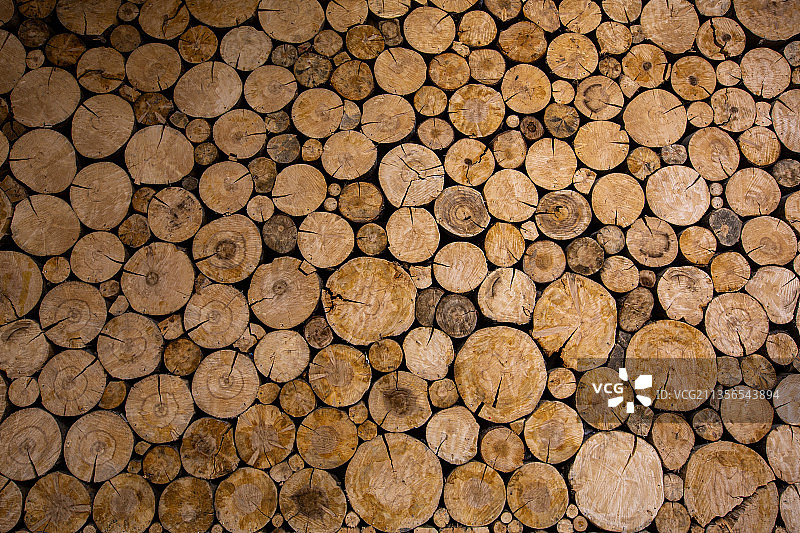 树木截面背景图图片素材