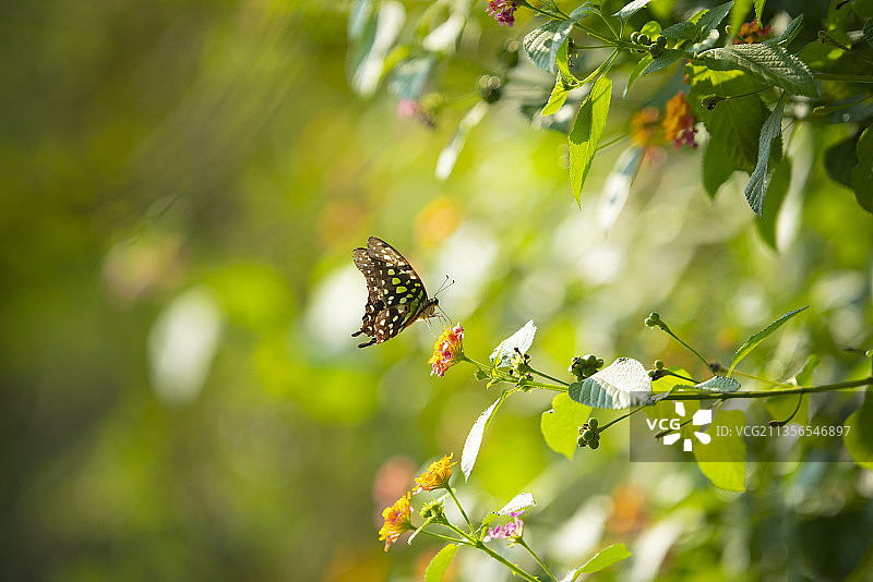 统帅青凤蝶图片素材