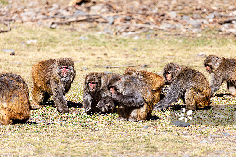 四川阿坝达古冰川国家地质公园图片素材