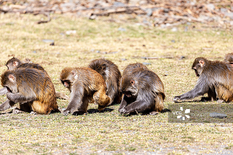 四川阿坝达古冰川国家地质公园图片素材