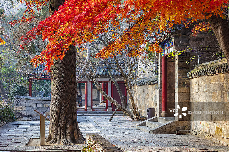 青岛崂山太清宫秋日图片素材