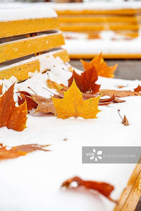 雪地中的红叶图片素材