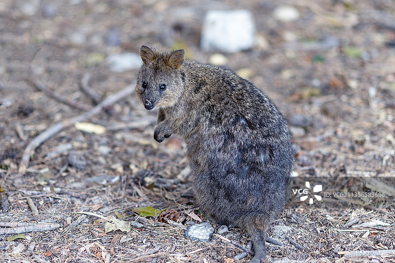 短位矮袋鼠 网红袋鼠  小袋鼠 微笑袋鼠图片素材