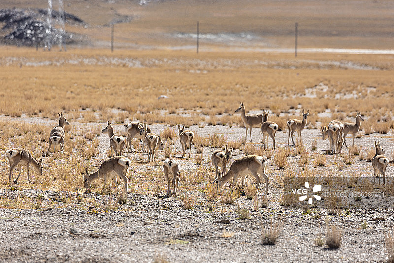 西藏羌塘自然保护区的野生动物藏原羚图片素材