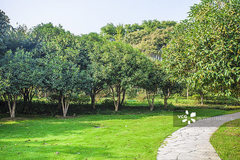 桂花树景观图片素材