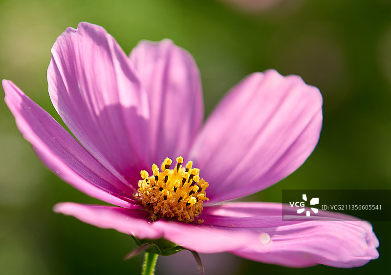 大大的盛开图片素材