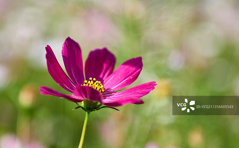 就只看到你图片素材