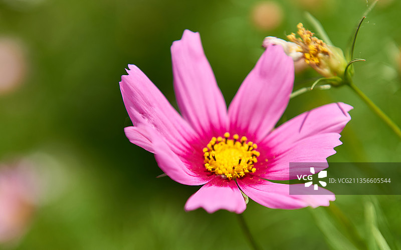 绽放的花儿图片素材