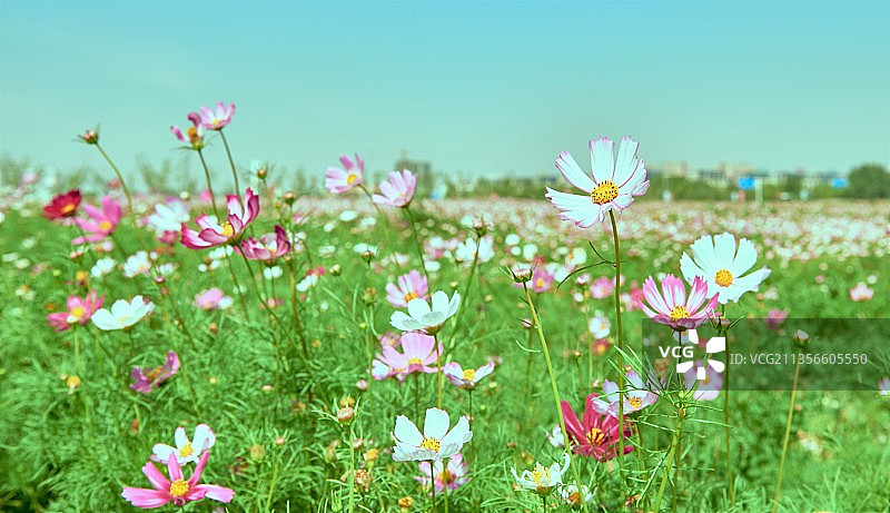 一大片花儿图片素材