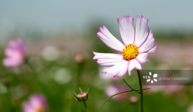 绽放的花儿图片素材