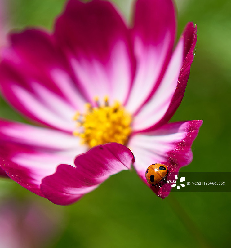 花儿和虫子图片素材