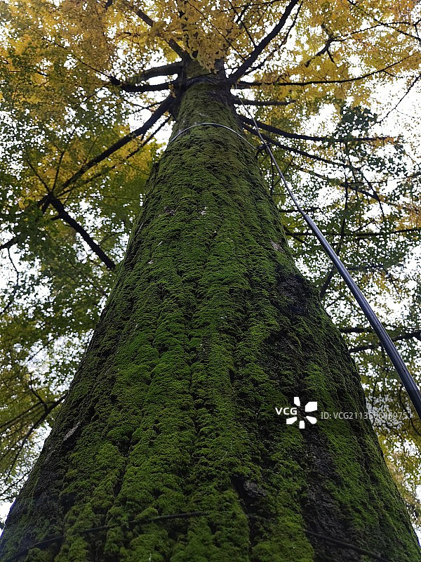 成都罨画池银杏树秋色图片素材