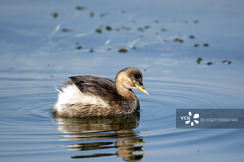 小䴙䴘图片素材