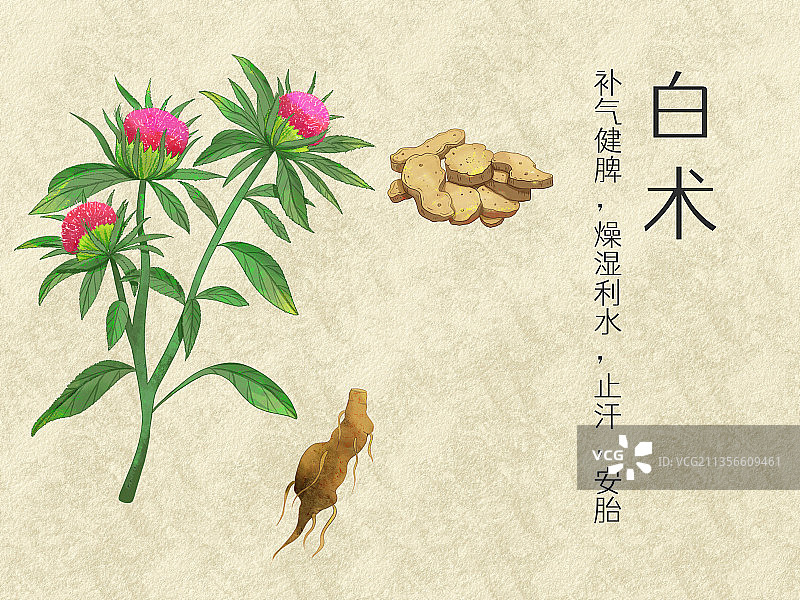 手绘水彩中药药材白术插画图片素材
