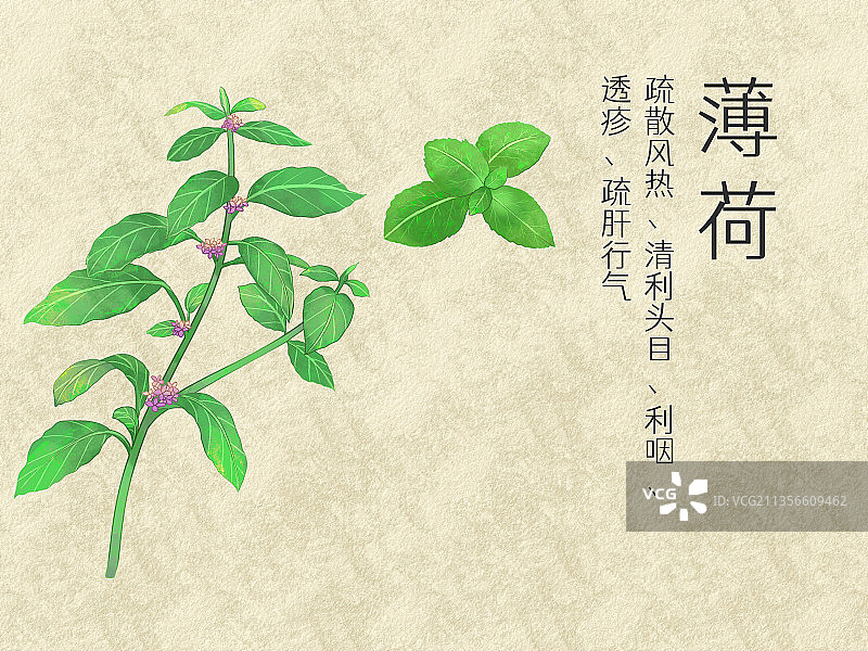 手绘水彩中药药材薄荷插画图片素材