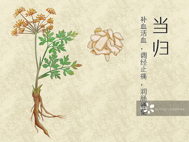 手绘水彩中药药材当归插画图片素材