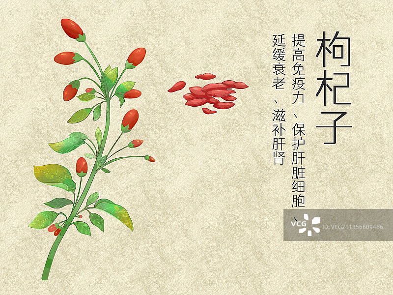 手绘水彩中药药材枸杞子插画图片素材