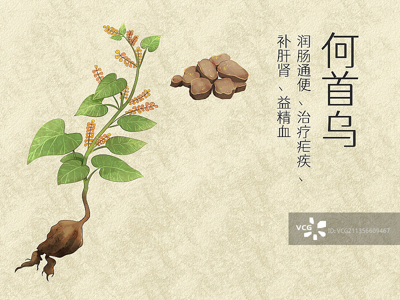 手绘水彩中药药材何首乌插画图片素材