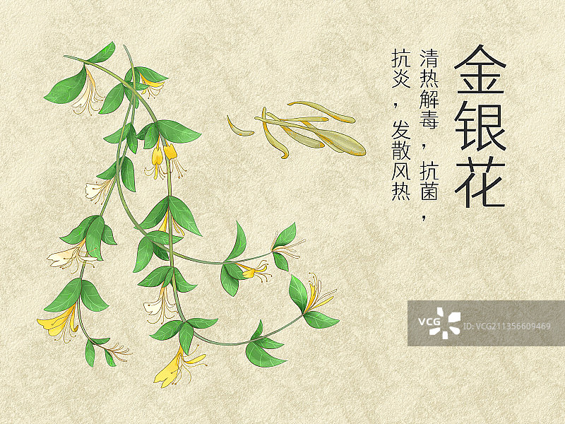 手绘水彩中药药材金银花插画图片素材