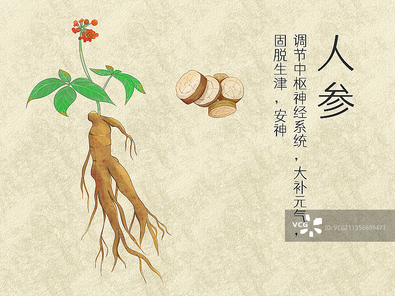 手绘水彩中药药材人参插画图片素材