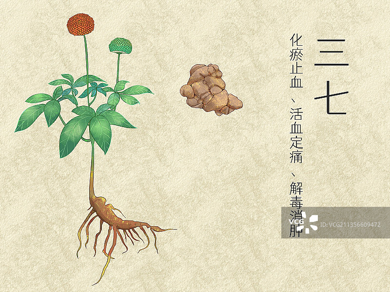 手绘水彩中药药材三七插画图片素材