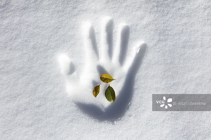 雪地里手中的树叶图片素材