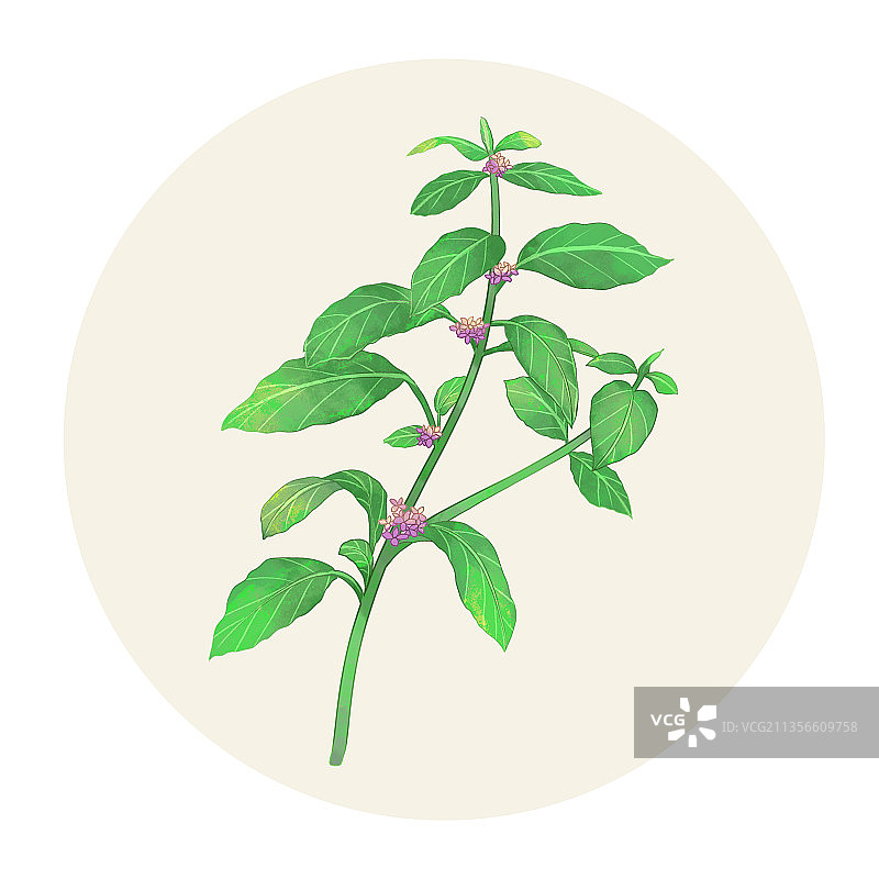手绘水彩药材薄荷图片素材