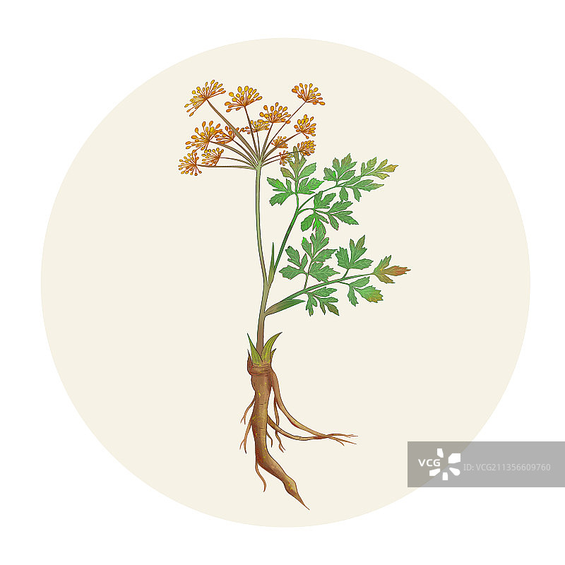 手绘水彩药材当归图片素材