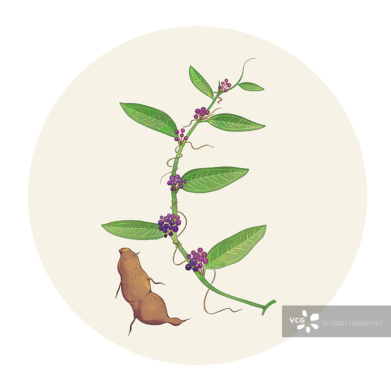 手绘水彩药材茯苓图片素材