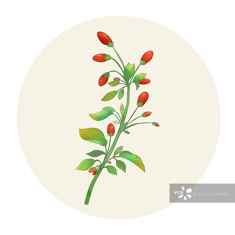 手绘水彩药材枸杞子图片素材