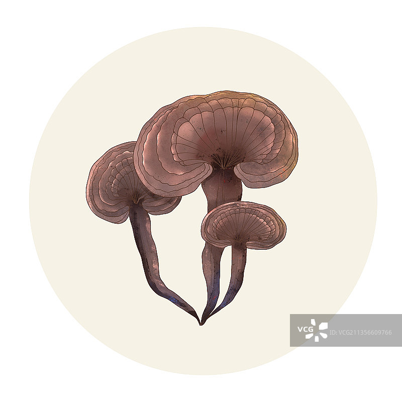 手绘水彩药材灵芝图片素材