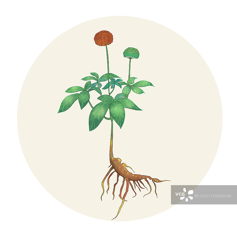 手绘水彩药材三七图片素材