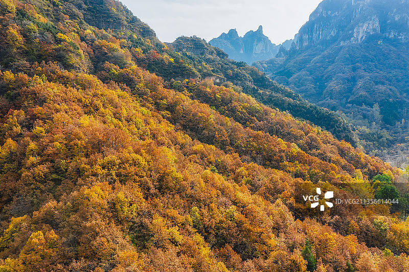 河南新乡太行山辉县万仙山景区五峰山林海秋季自然风光航拍视角图片素材