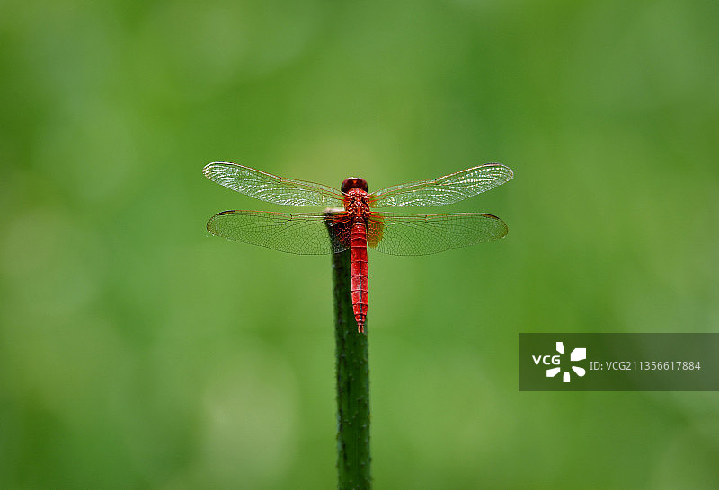 红蜻蜓图片素材