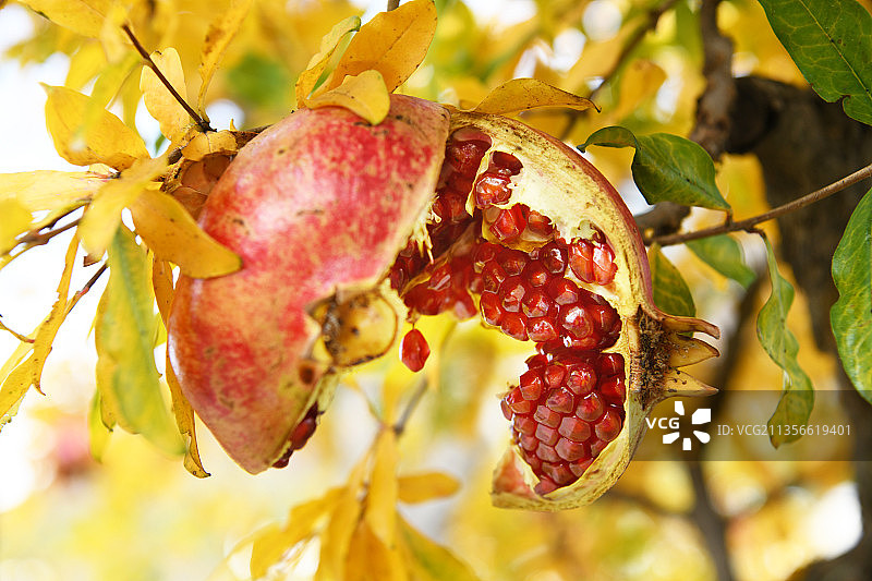 熟裂的的石榴露出红红的石榴籽图片素材