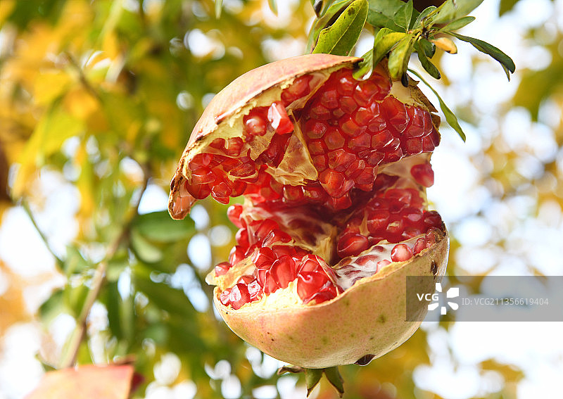 熟裂的的石榴露出红红的石榴籽图片素材