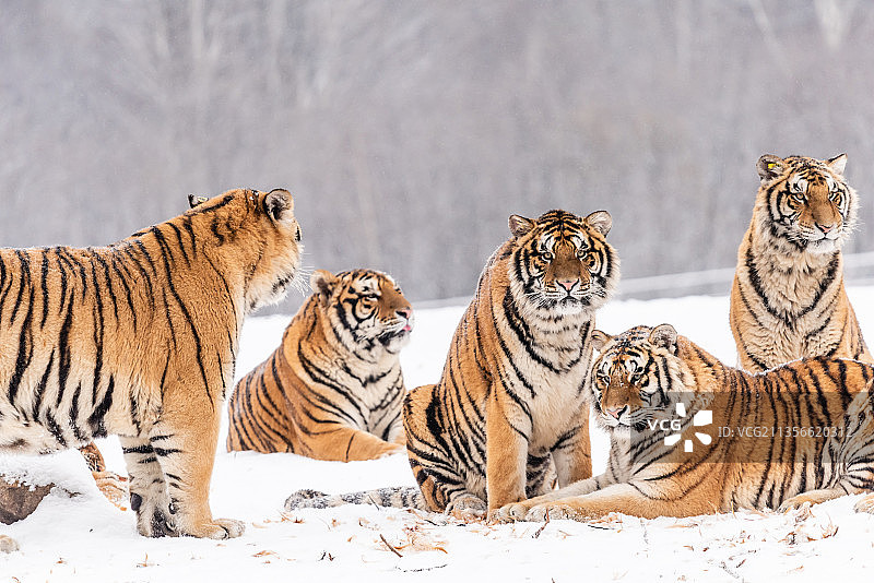 冬天雪后雪地中的老虎东北虎图片素材