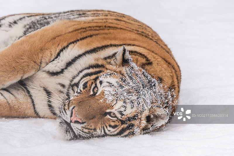 冬天雪后雪地中的老虎东北虎图片素材
