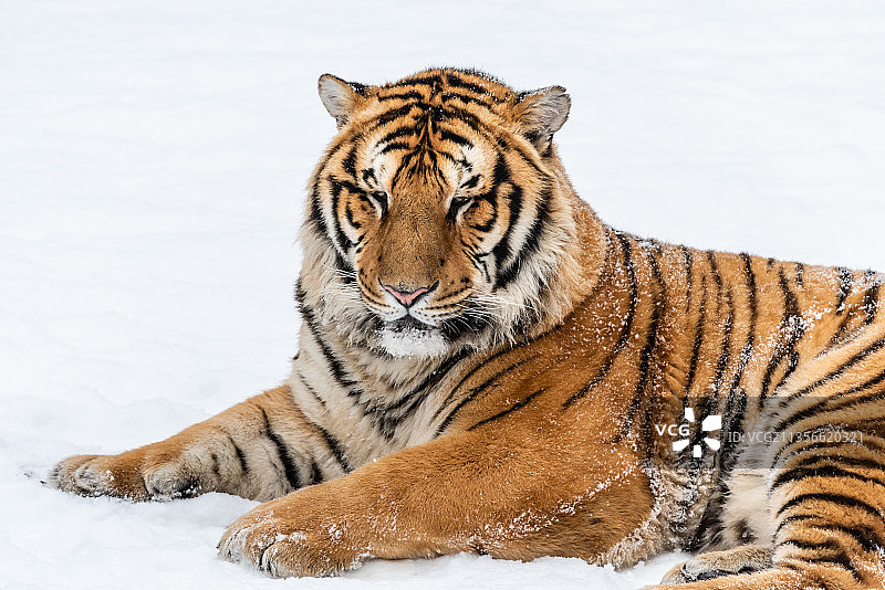 冬天雪后雪地中的老虎东北虎图片素材