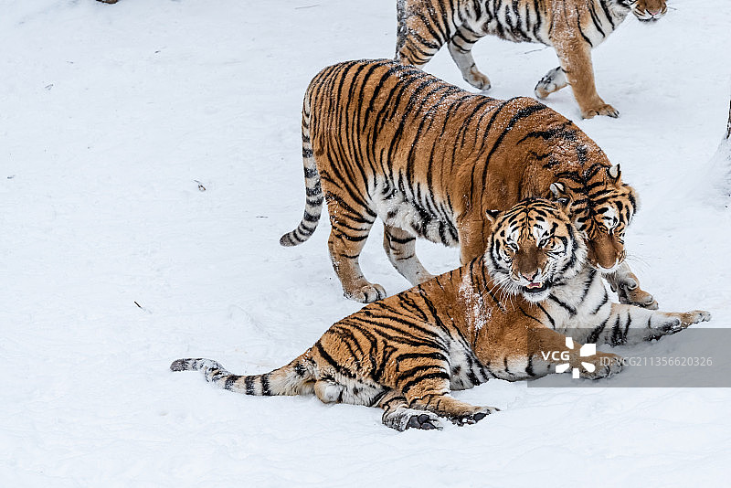 冬天雪后雪地中的老虎东北虎图片素材