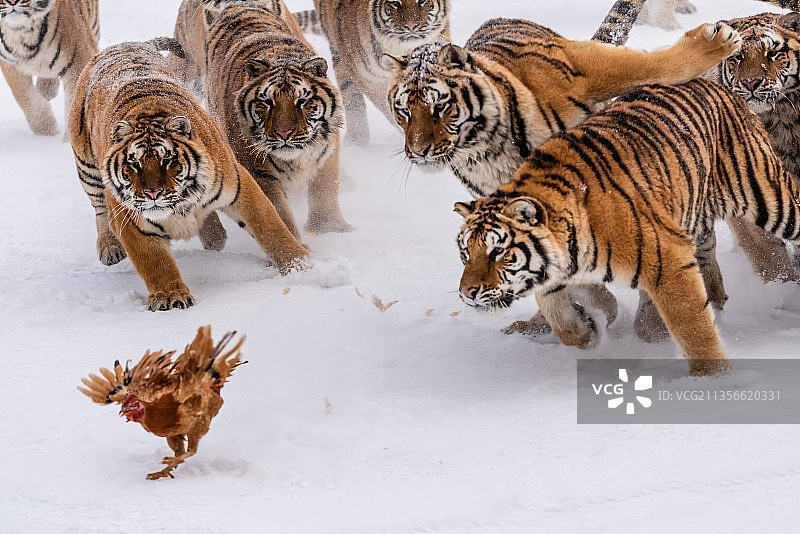 冬天雪后雪地中的老虎东北虎图片素材