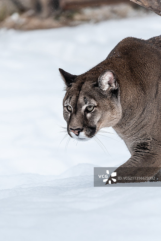 冬天雪后雪地中的黑豹图片素材