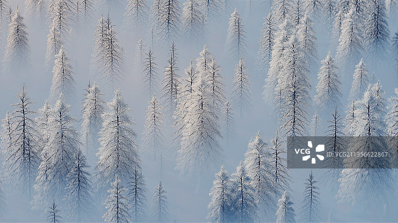 树林,冬季,松树,被雪覆盖,冬天,雪山,树,森林,大雪图片素材