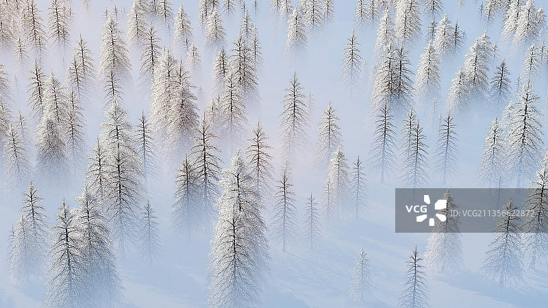 树林,冬季,松树,被雪覆盖,冬天,雪山,树,森林,大雪图片素材