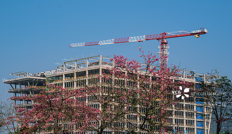 两棵开满鲜花的树和背后的吊架、建设中的高层建筑。图片素材
