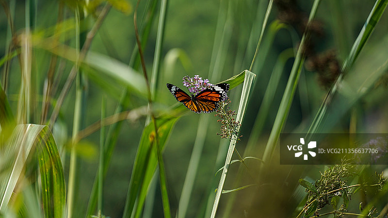 醉鱼草上的蝴蝶 传粉图片素材